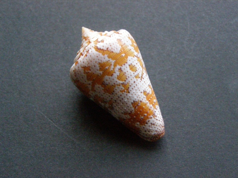 Conus (Stephanoconus) dominicanus   (Hwass in Bruguière, 1792) P4038710