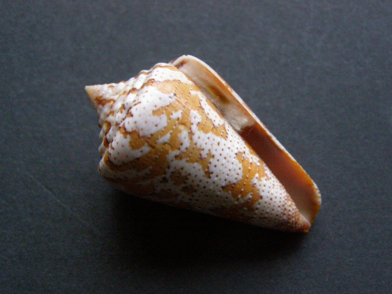 Conus (Stephanoconus) dominicanus   (Hwass in Bruguière, 1792) P4038712