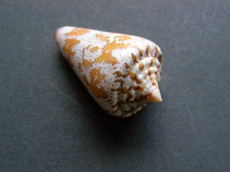 Conus (Stephanoconus) dominicanus   (Hwass in Bruguière, 1792) P4038713