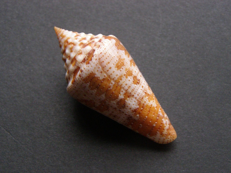 Conus (Stephanoconus) granarius   Kiener, 1847 P4048710