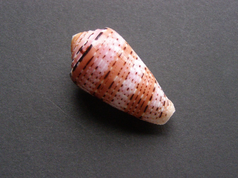 Conus (Pionoconus) aurisiacus  Linnaeus, 1758 P4048714