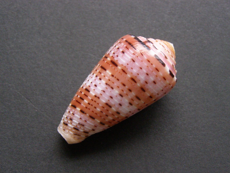 Conus (Pionoconus) aurisiacus  Linnaeus, 1758 P4048814