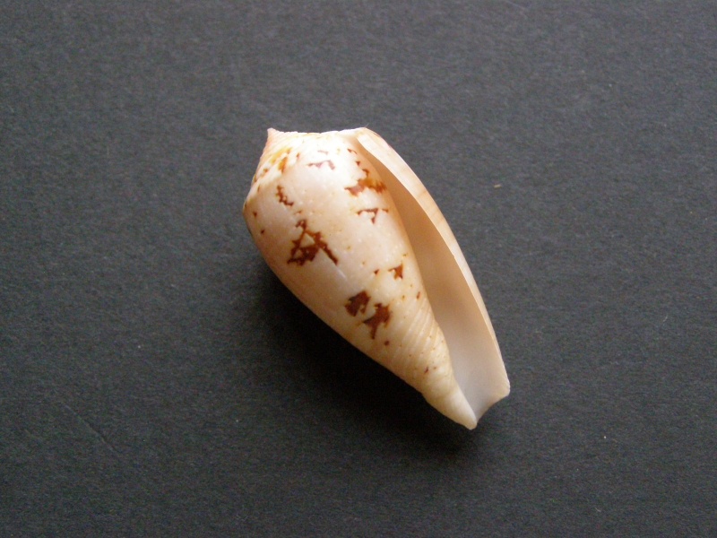 Conus (Pionoconus) leobottonii   Lorenz, 2006 P4109112