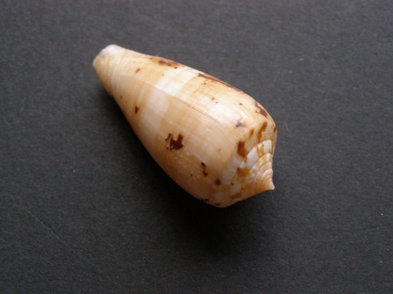 Conus (Pionoconus) leobottonii   Lorenz, 2006 P4109113