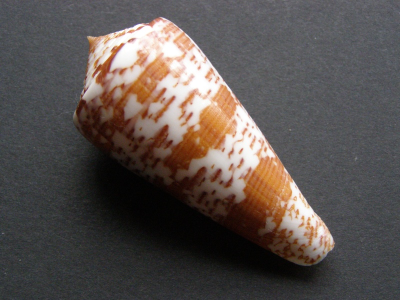 Conus (Calibanus) thomae  Gmelin, 1791 voir Conus (Darioconus) thomae Gmelin, 1791.  P4159214