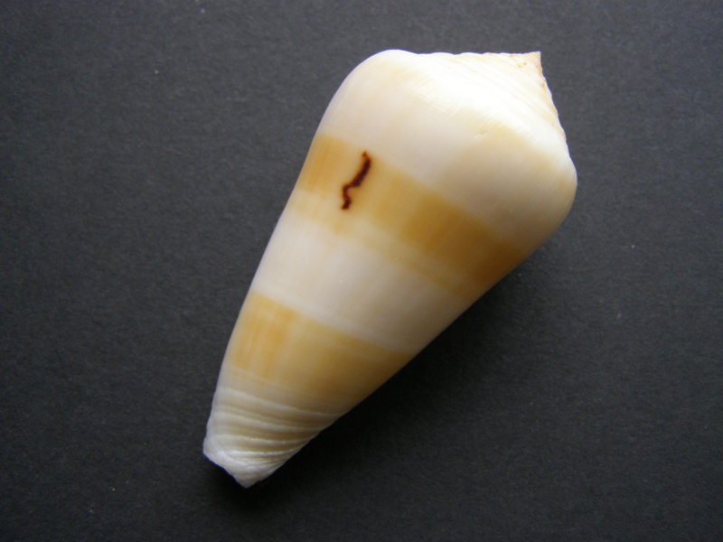 Conus (Pionoconus) consors  GB Sowerby I, 1833 P4169211