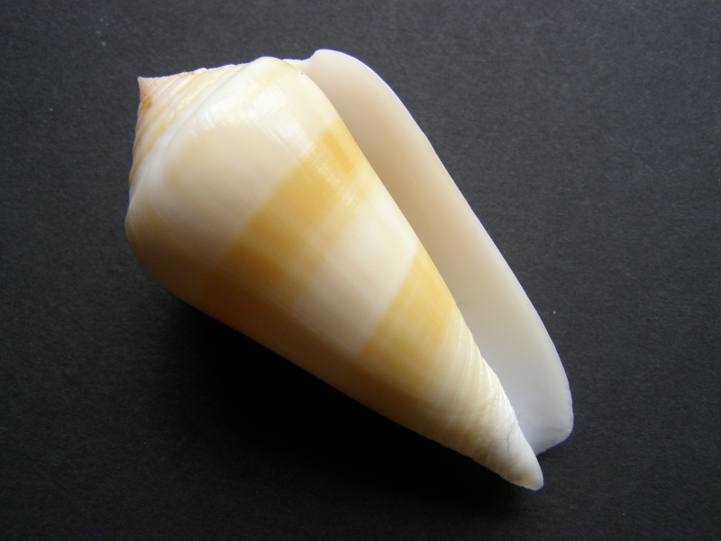 Conus (Pionoconus) consors  GB Sowerby I, 1833 P4169212