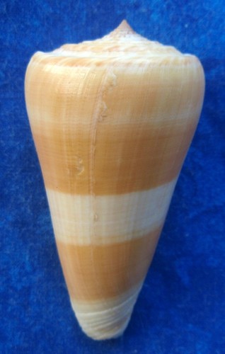 Conus (Pionoconus) consors GB Sowerby I, 1833 T2ec1624