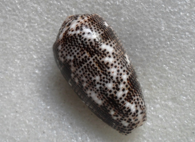 Conus (Pionoconus) stercusmuscarum   Linnaeus, 1758 T2ec1626