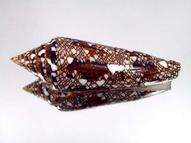 Conus (Cylinder) bengalensis   Okutani, 1968 T2ec1628