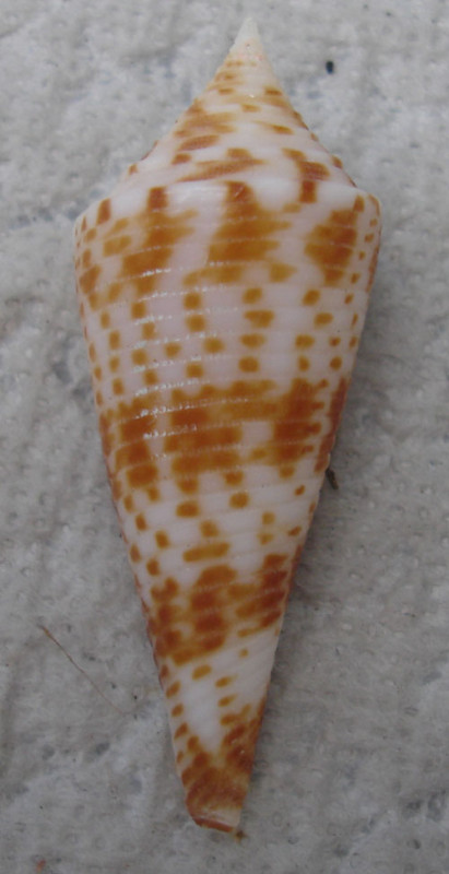 Conasprella (Fusiconus) comatosa (Pilsbry, 1904) T2ec1629