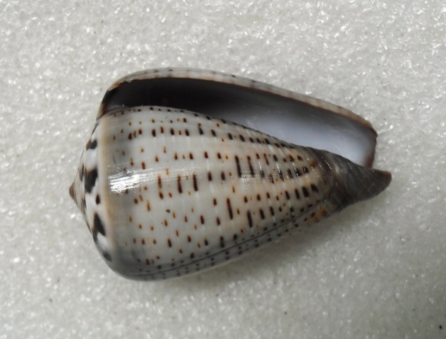 Conus (Dendroconus) glaucus  Linnaeus, 1758 T2ec1635