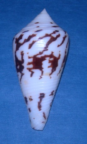 Conus (Embrikena) pergrandis    Iredale, 1937 T2ec1637