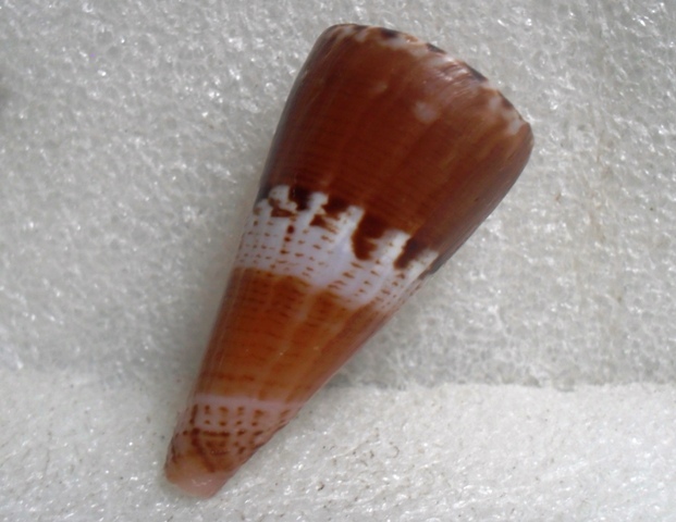 Conus (Splinoconus) voluminalis Reeve, 1843 T2ec1655