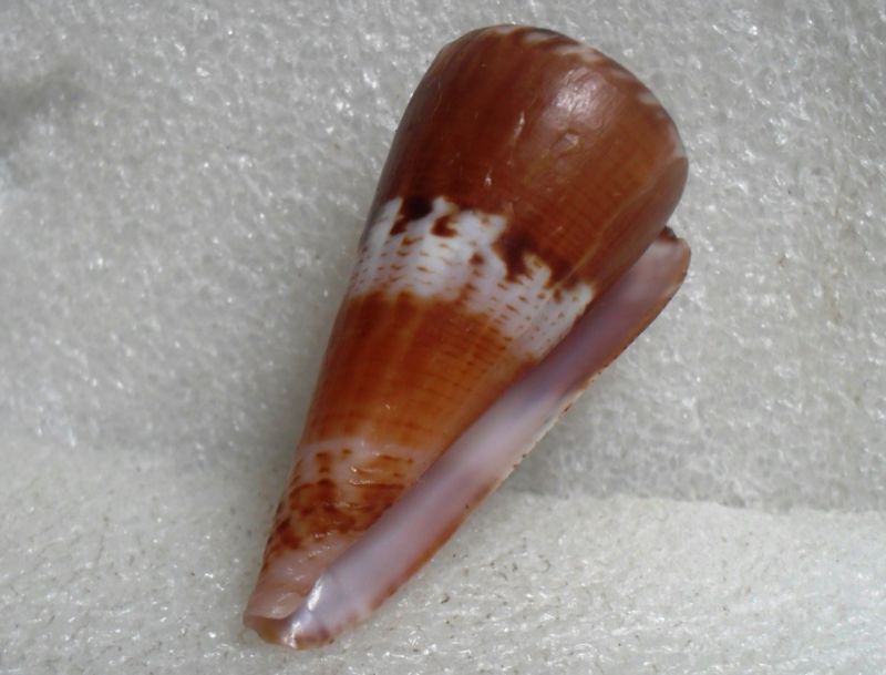 Conus (Splinoconus) voluminalis Reeve, 1843 T2ec1656
