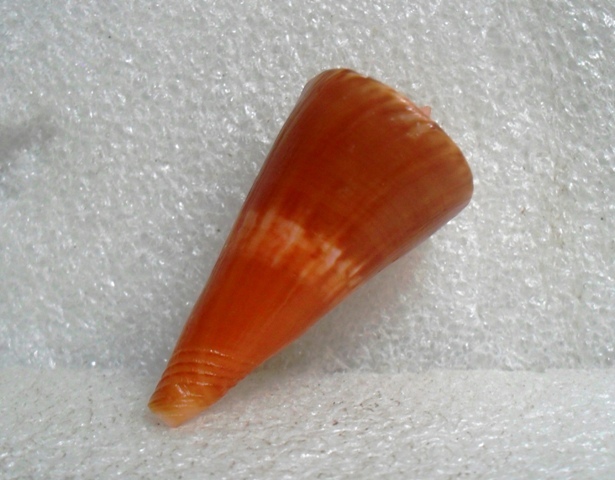 Conus (Splinoconus) voluminalis Reeve, 1843 T2ec1658