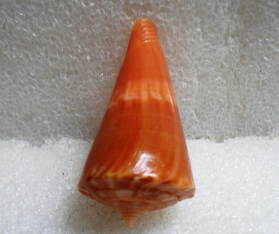 Conus (Splinoconus) voluminalis Reeve, 1843 T2ec1659
