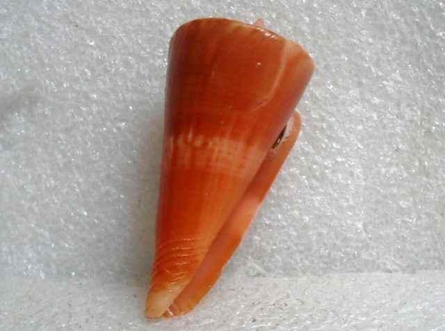 Conus (Splinoconus) voluminalis Reeve, 1843 T2ec1661