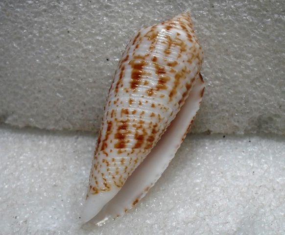 Conus (Phasmoconus) australis  Holten, 1802 T2ec1698