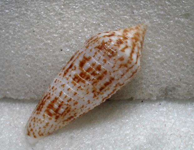 Conus (Phasmoconus) australis  Holten, 1802 T2ec1699