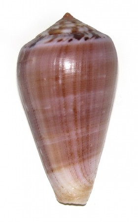 Conus (Pionoconus) fulmen kirai   Kuroda, 1956 Ts975910