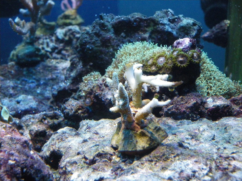 coraux dur plus precisement seriatopora calendrium Imgp0911