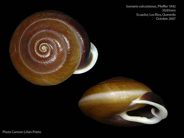 Isomeria globosa (Broderip, 1832) = Isomeria subcastanea (Pfeiffer, 1842) Isomer10