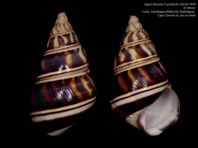  Liguus fasciatus goodrichi Clench, 1934  Liguus14