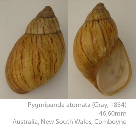 Caryodidae, une famille endémique d'Australie Pygmip10