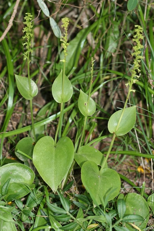 Gennaria diphylla ( Gennarie à deux feuilles ) 104gen10
