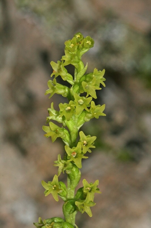 Gennaria diphylla ( Gennarie à deux feuilles ) 107g_d10