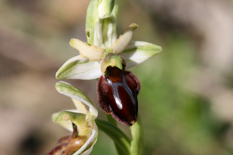 Ophrys panormitana var praecox (Ophrys précoce ) 339op_10