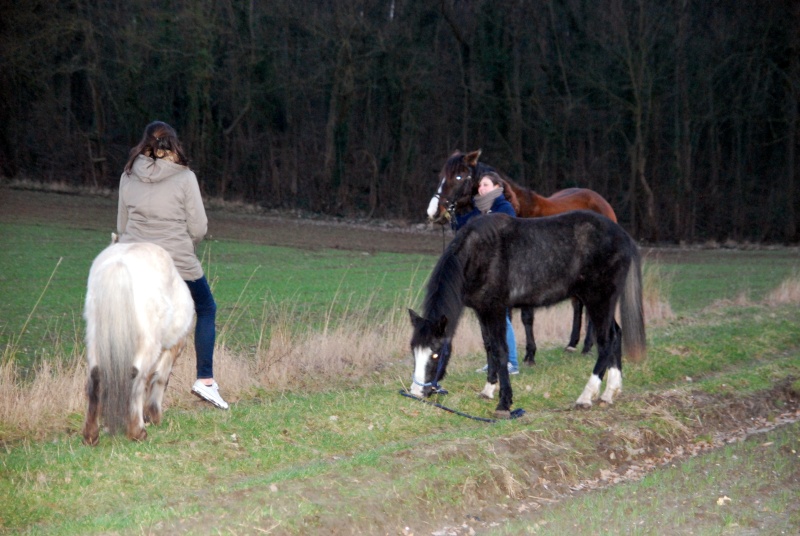 lucky - (Dept 15) Lucky (ex Beny), SF x Apaloosa et Camille (Oléron) (Déc 2011) - Page 29 Dsc_7611