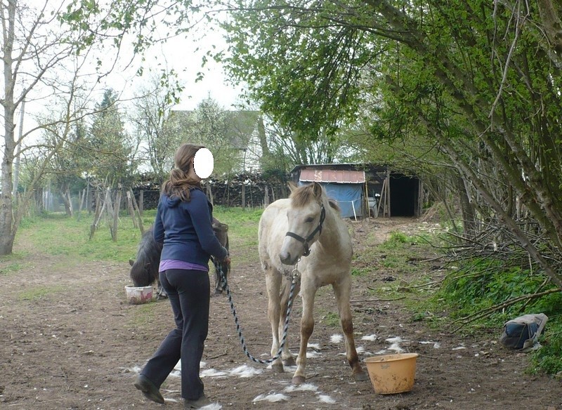 CHADOW - ONC Poney né en 2012 - adopté en septembre 2013 par Charlotte Chadow10