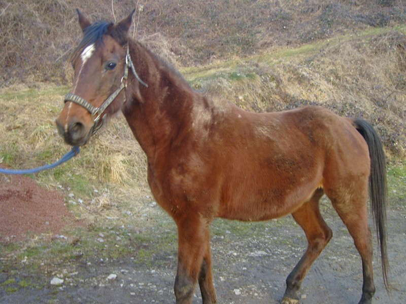 BAMBU DUFF - Pur Sang Arabe né en 1986 - gardé par sa propriétaire, hébergé comme cheval de compagnie S7002017