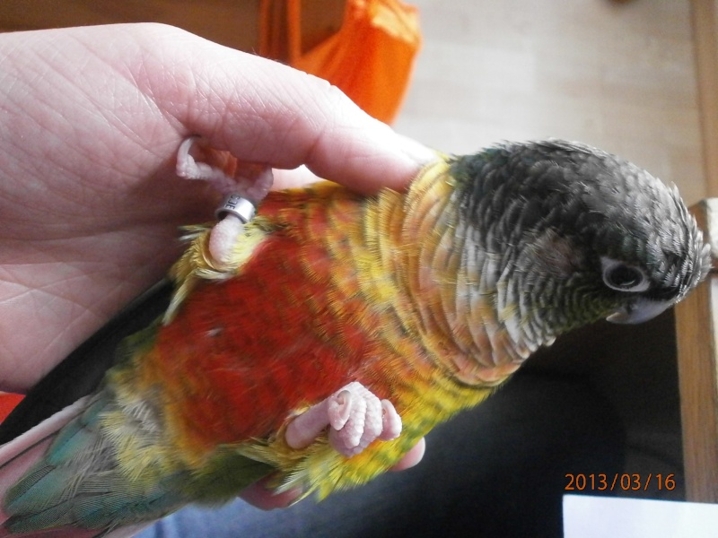 Ma conure ! - Page 6 P3160112