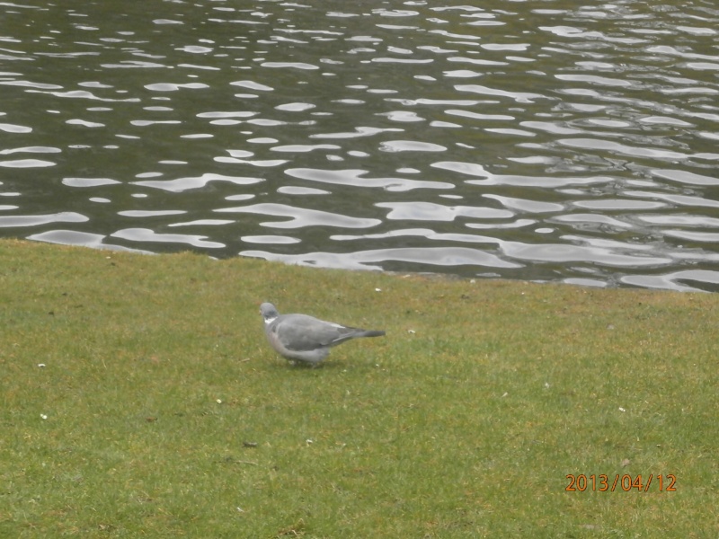 Photos oiseaux dans la belgique P4120511