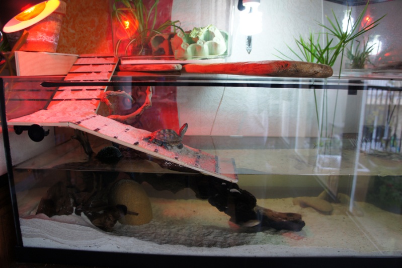 Mon installation pour tortue aquatique Ph2610