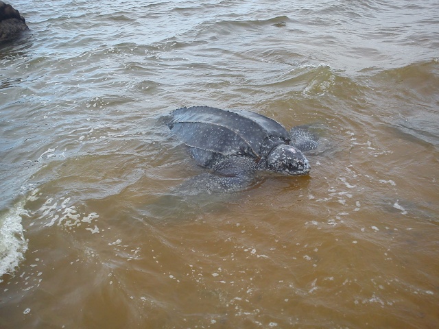 la Guyane, personne ne vous croira Dsc01112