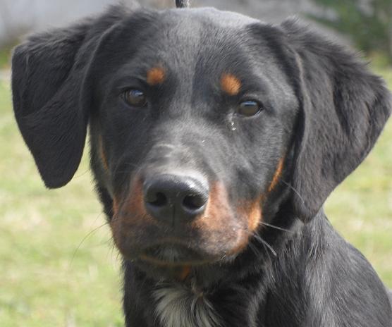 SPOKY  -  croisé Beauceron / Setter  1 an  -  SPA  DE  GOLFECH  (82) 007_1210