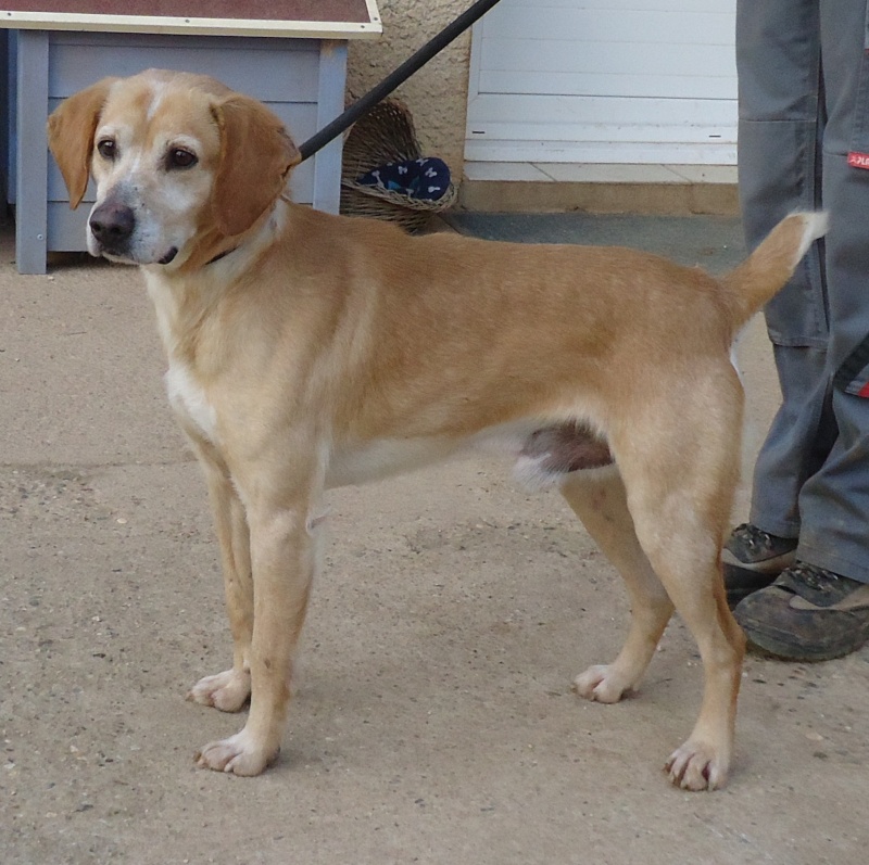 SPARKY  -  croisé Labrador  8 ans  -  SPA DE  VALLERARGUES  (30) 10933b10