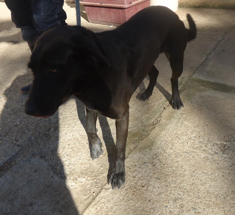 NIKKY  -  croisée Labrador  6 ans  -  SPA  DE  VALLERARGUES  (30) 10977b10