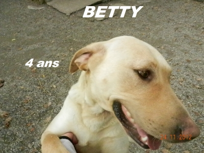 BETTY  -  Labrador  4 ans  -  SPA DU RAMIER A  MONTAUBAN  (82) 1222c310