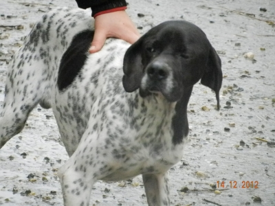 OSCAR  -  Pointer  6 ans  -  SPA DU RAMIER A  MONTAUBAN  (82) 1d04a610