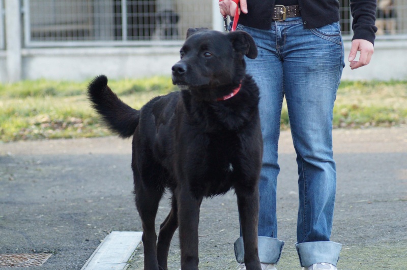 VARIUS  -  croisé Labrador  9 ans  -  SPA  DE  LUYNES  (37) Dsc00710