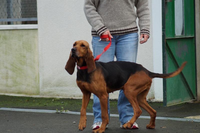 ESTER  -  Bruno du Jura  -  4 ans  -  SPA  DE  LUYNES  (37) Dsc01010