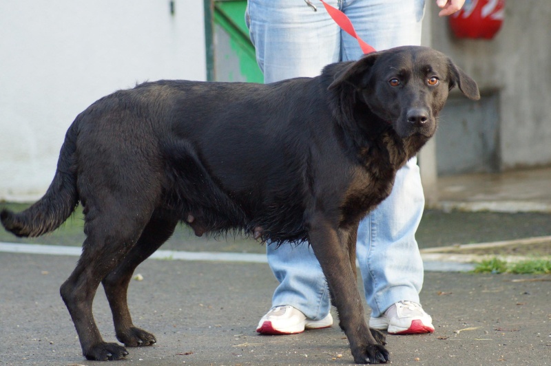 POQUETTE  -  croisée Labrador  2 ans  -  SPA  DE  LUYNES  (37) Dsc01011