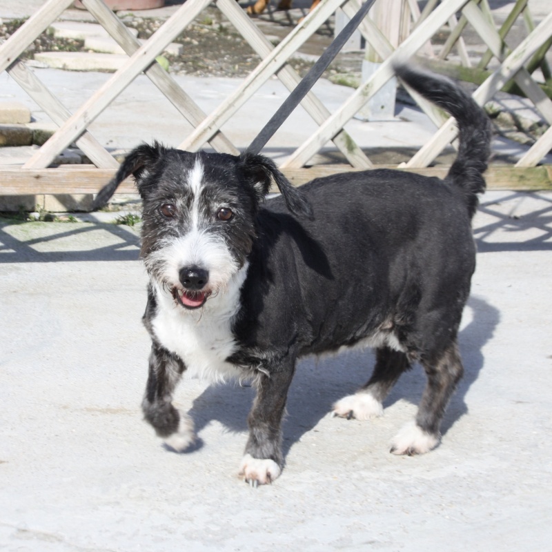 URGENT MELODY  -  Cairn Terrier  12 ans  -  SPA DE  GENNEVILLIERS  (92) Melody10