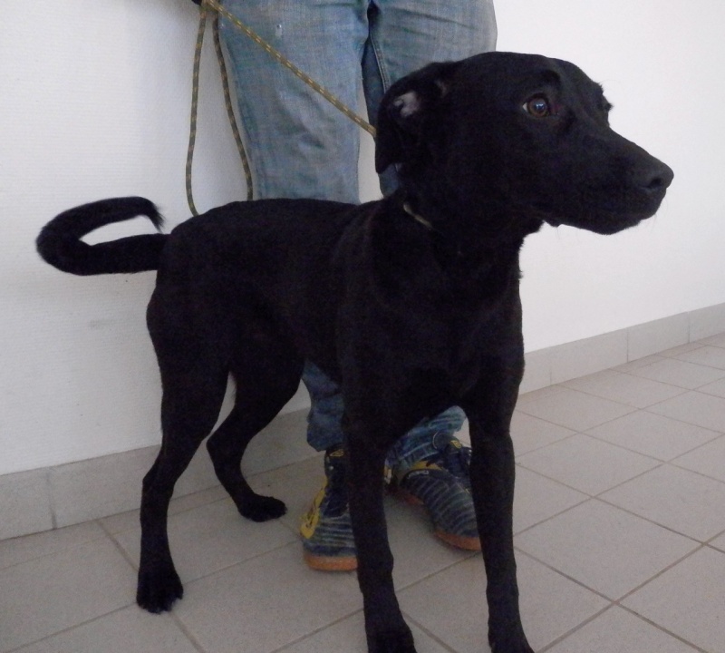TINA  -  croisée Labrador  9 mois  -  SPA DE  MOREE  (41) P3230110