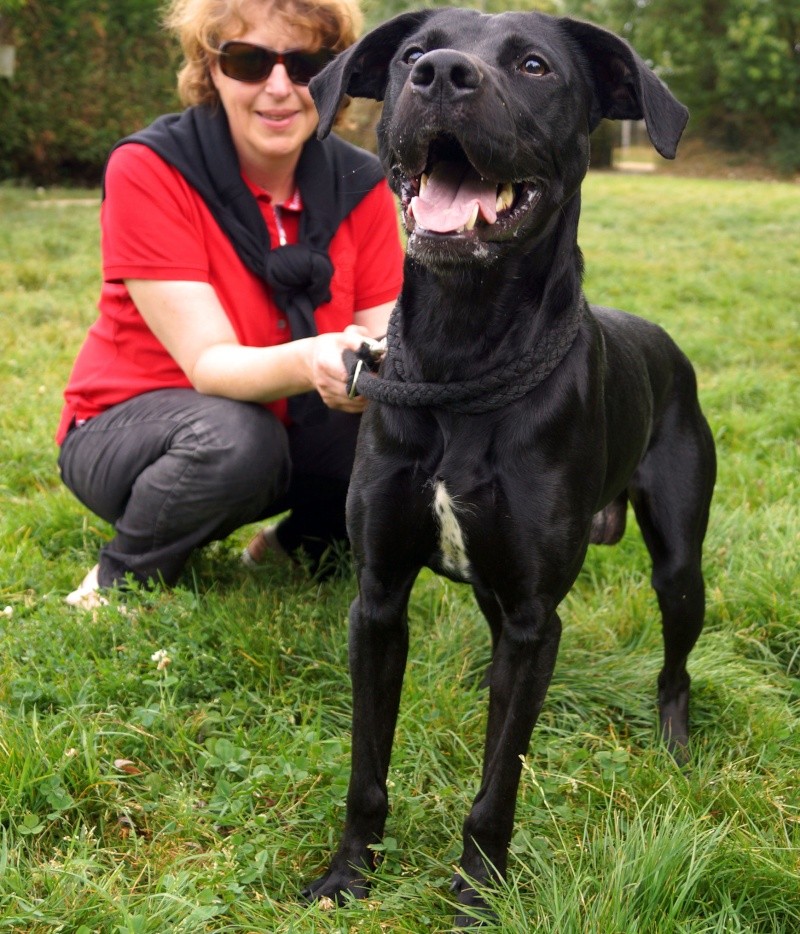 SMITTY  -  Braque  6 ans  -  SPA  D' ORGEVAL  (78) Smitty10